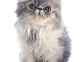 晚上可以给猫咪洗澡吗？揭开真相