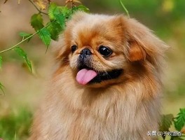 养猫一个月开销：揭秘猫咪养护成本