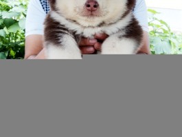 狗狗尿不出：原因分析与解决对策