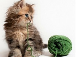 我喜欢猫：揭秘猫咪的魅力所在