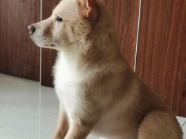 猫咪最怕什么声音？揭秘猫咪的听觉秘密