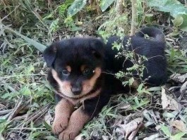 2个月幼犬可以吃红薯吗？——幼犬饮食指南