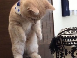 猫咪咳嗽呕吐：原因、诊断与治疗