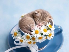 猫亲吻是什么原因？揭秘猫咪亲吻背后的秘密