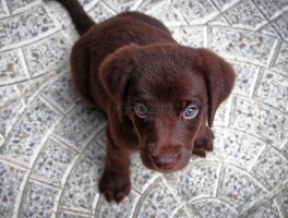 两三个月的金毛怎么养：新手养犬攻略