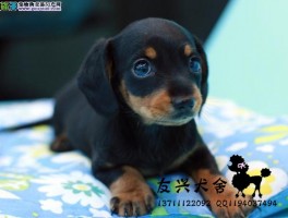 两个月狗吃多少狗粮：科学喂养指南