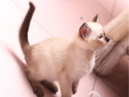宠物猫的悲哀是什么原因