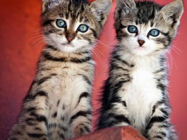 猫咪：全方位了解您的家庭伙伴