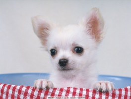 5个月的金毛不听话：解决幼犬行为问题的有效方法