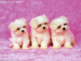 3个月金毛转让：健康、活泼的幼犬等你带回家