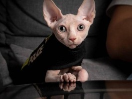 猫咪一直钻：揭秘背后的原因与应对策略