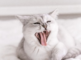 狗狗为什么吃不胖：揭开背后的原因