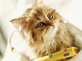三个月猫咪疫苗：守护小猫健康的钥匙