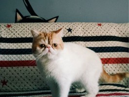猫变毛色什么原因？揭秘猫咪毛色变化的秘密
