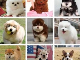 两个月的小猫能洗澡吗？