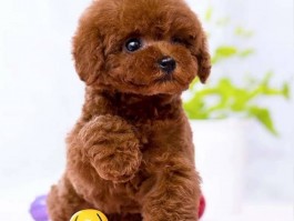 三个月幼犬一天喂几次？新手宠主必看指南