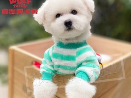 玩具泰迪三个月多重：了解幼犬成长的关键时期