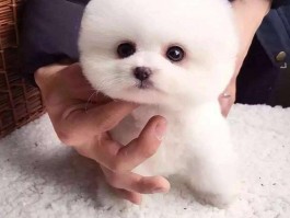 五个月柴犬体型：成长与健康管理指南