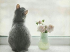 猫长到几个月：猫咪成长的关键阶段解析