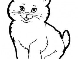 5个月大的猫咪吃多少：科学喂养指南