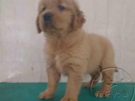 狗狗突然不吃饭：原因分析与应对措施