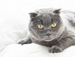 猫咪饿几天会死？揭秘猫咪饥饿极限