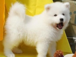 三个月泰迪特征