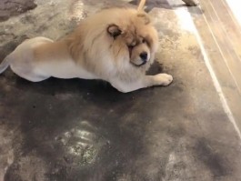 泰迪狗狗剪毛：专业指导与注意事项