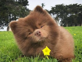 狗狗十大禁忌水果