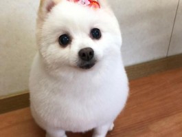 狗狗包皮炎：症状、原因及治疗方法