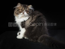 微量元素狗狗：全面解析狗狗微量元素的重要性与补充方法
