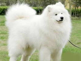 四个月大的狗狗一天喂几次？