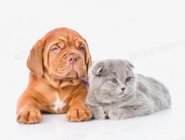 猫咪不敢出门：原因分析与解决策略