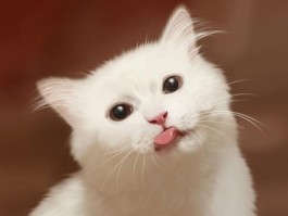 三个月狗吃什么营养品