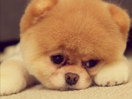 猫咪打理：全面呵护您的宠物猫