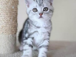 两个月的小猫打喷嚏：原因与应对方法