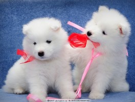 狗狗风湿：症状、治疗与预防