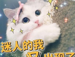 狗狗一直舔爪子：原因与解决方案