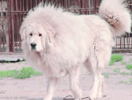 猫睡梦中呕吐什么原因