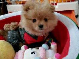 宠物蛇嘴巴发黄什么原因