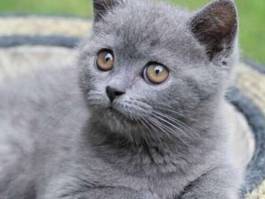猫咪尾巴发抖：原因、症状与应对措施