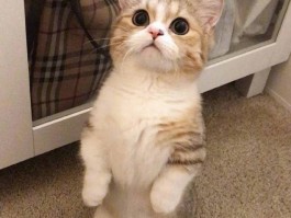 猫入冬叫春什么原因？揭秘猫咪冬季异常行为的真相