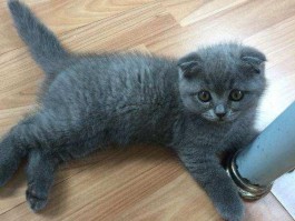 三个月小猫可以吃鱼吗？