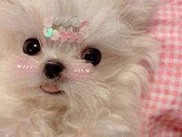 一个月小猫一天吃几顿？科学喂养指南
