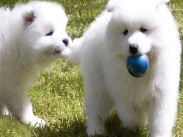 狗狗咬笼子：原因分析与解决方法