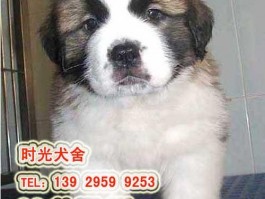 宠物店的英文是什么原因：探索背后的文化含义