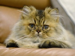 猫咪咳嗽是什么样子的：了解症状与应对方法