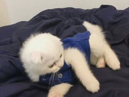 六个月的柯基：成长指南与常见问题解答