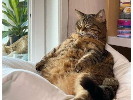 猫肚皮抽搐什么原因？宠物医生为您解答