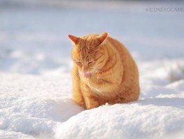 两个月斗牛立耳：了解斗牛犬立耳过程与护理要点
